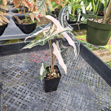 Load image into Gallery viewer, Alocasia nobilis pink Variegated Ships Nationwide
