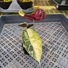 Load image into Gallery viewer, Alocasia Watsoniana Albo/Pink Variegated, Exact Plant Ships Nationwide

