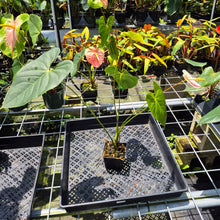 Load image into Gallery viewer, Anthurium Peppermint Splash, Shibori AFF, speckled exact plant, Fedex 2day*
