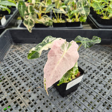 Load image into Gallery viewer, Alocasia Polly Snowflake Pink variegated exact plant, Fedex 2day*
