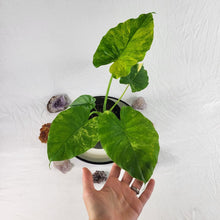 Load image into Gallery viewer, Alocasia Gageana Aurea, Exact Plant Variegated
