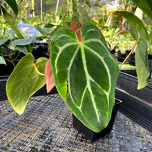 Load image into Gallery viewer, Anthurium Magnificum X Red Crystalinum, Exact Plant Ships Nationwide
