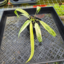 Load image into Gallery viewer, Anthurium Vittarifolium , Exact Plant Variegated Ships Nationwide
