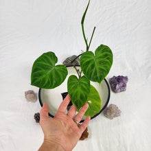 Load image into Gallery viewer, Philodendron Verrucosum, Exact Plant Ships Nationwide
