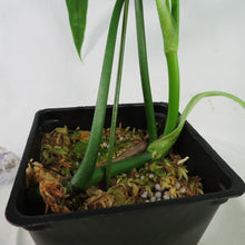 Load image into Gallery viewer, Philodendron Holtonianum Shipped Nationwide
