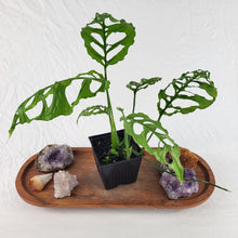 Load image into Gallery viewer, Monstera Obliqua Peru 4&quot; pot, Fedex 2 day*
