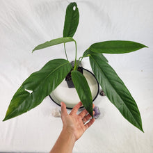 Load image into Gallery viewer, Anthurium Spectabile, Exact Plant Ships Nationwide
