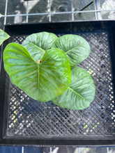 Load image into Gallery viewer, Philodendron Sodiroi True Form, Exact Plant Ships Nationwide
