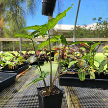 Load image into Gallery viewer, Syngonium Angustatum Little Star, Exact Plant
