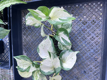 Load image into Gallery viewer, Pothos Manjula, Exact Plant variegated Ships Nationwide

