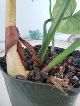Load image into Gallery viewer, Gloriosum, exact plant, Philodendron, ships nationwide
