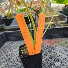 Load image into Gallery viewer, Alocasia Macrorrhiza Schock Treatment, Exact Plant Variegated Ships Nationwide
