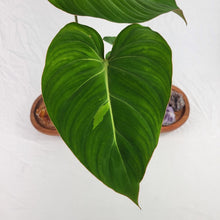 Load image into Gallery viewer, Philodendron Gloriosum, Pink Veined Back, Exact Plant Sport-variegated
