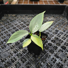 Load image into Gallery viewer, Philodendron Hastatum Silver Sword, Exact Plant Variegated Ships Nationwide
