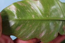 Load image into Gallery viewer, Variegated Philodendron Ring of Fire Exact Plant
