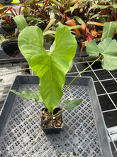 Load image into Gallery viewer, Anthurium Balaoanum "Dussii" 4" pot, Fedex 2day*
