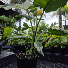 Load image into Gallery viewer, Alocasia Odora, Okinawa Silver, Exact Plant Variegated Ships Nationwide
