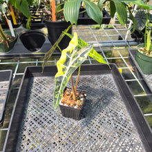 Load image into Gallery viewer, Alocasia Sanderiana Bull Aurea Variegated exact plant, Fedex 2day*
