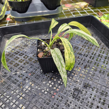 Load image into Gallery viewer, Anthurium Vittarifolium , Exact Plant Variegated Ships Nationwide
