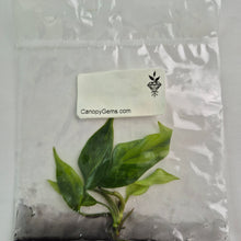 Load image into Gallery viewer, Philodendron Mayoi Aurea variegated tissue culture 2DayAir
