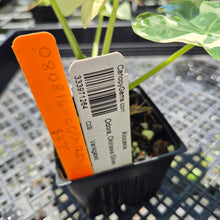 Load image into Gallery viewer, Alocasia Odora, Okinawa Silver Variegated exact plant, Fedex 2day*
