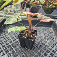 Load image into Gallery viewer, Syngonium Strawberry Ice, Exact Plant Variegated Ships Nationwide
