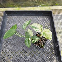 Load image into Gallery viewer, Epipremnum Pinnatum Marble, Exact Plant Variegated Ships Nationwide
