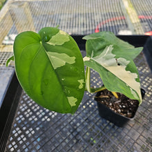 Load image into Gallery viewer, Syngonium Chiapense, Exact Plant Variegated Ships Nationwide
