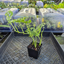 Load image into Gallery viewer, Monstera Adansonii Mint "Indonesia", Exact Plant Variegated Ships Nationwide
