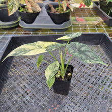 Load image into Gallery viewer, Alocasia dragon scale albo Exact Plant Ships Nationwide
