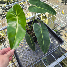 Load image into Gallery viewer, Philodendron Cordatum Kunth, Exact Plant

