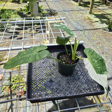 Load image into Gallery viewer, Philodendron Jose Buono, Exact Plant Variegated
