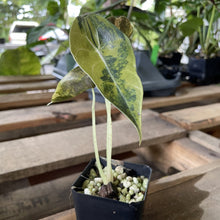 Load image into Gallery viewer, Alocasia Sedenii Aurea Variegated exact plant, Fedex 2day*
