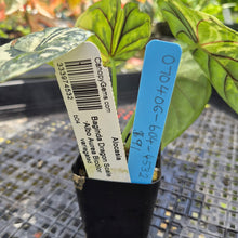Load image into Gallery viewer, Alocasia Baginda Dragon Scale Albo Aurea Bicolor , Exact Plant Ships Nationwide
