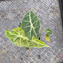 Load image into Gallery viewer, Alocasia polly aurea variegated, Exact Plant Ships Nationwide.
