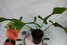 Load image into Gallery viewer, Philodendron Joepii Exact Plant Ships Nationwide

