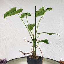 Load image into Gallery viewer, Anthurium Balaoanum &quot;Dussii&quot;, Exact Plant Ships Nationwide
