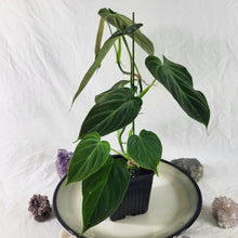 Load image into Gallery viewer, Philodendron Splendid, Exact Plant Ships Nationwide
