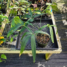 Load image into Gallery viewer, Anthurium Polydactylum, Exact Plant 6&quot; Ships Nationwide
