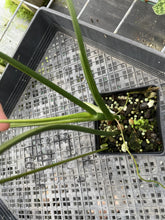 Load image into Gallery viewer, Philodendron Holtonianum Variegated exact plant, Fedex 2day*
