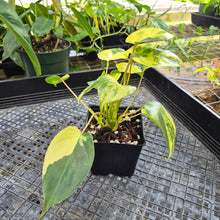 Load image into Gallery viewer, Philodendron Burle Marx, Exact Plant Variegated Ships Nationwide
