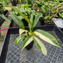Load image into Gallery viewer, Philodendron Wend Imbe, Exact Plant Variegated Ships Nationwide
