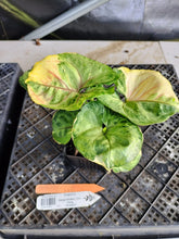 Load image into Gallery viewer, Syngonium Mango Allusion, Orm Thong, Exact Plant Variegated Ships Nationwide
