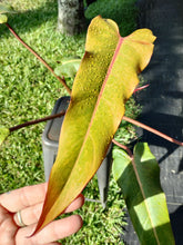 Load image into Gallery viewer, Philodendron Orange Marmalade, Exact Plant Ships Nationwide
