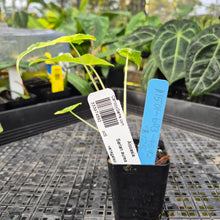 Load image into Gallery viewer, Alocasia sarian aurea, Exact Plant Ships Nationwide.
