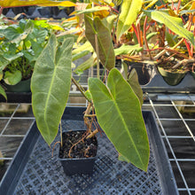 Load image into Gallery viewer, Philodendron Maximum , Exact Plant Ships Nationwide
