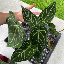 Load image into Gallery viewer, Anthurium Magnificum X Warocqueanum AFF noid, exact plant, Fedex 2day*
