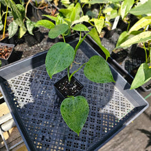 Load image into Gallery viewer, Philodendron Microstictum, Exact Plant Ships Nationwide
