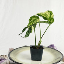 Load image into Gallery viewer, Amydrium Zippelianum, not Medium, Variegated 2.5" pot, Fedex 2day*
