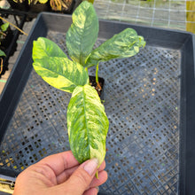 Load image into Gallery viewer, Rhaphidophora Puberula, Exact Plant Variegated Ships Nationwide
